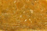 Jurassic Petrified Wood (Pentoxylon) Slab - Australia #144252-1